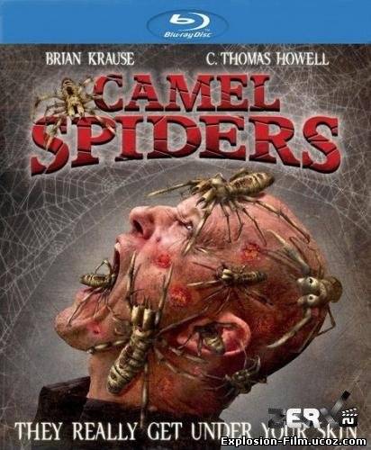 Верблюжьи пауки